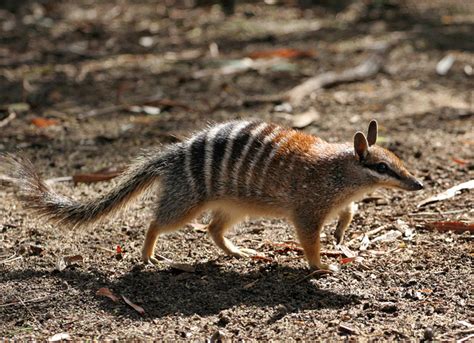 Myrmecobiidae - numbat | Wildlife Journal Junior