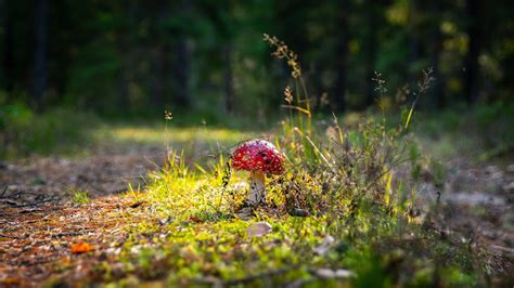 Close-up of Mushroom Growing on Field · Free Stock Photo