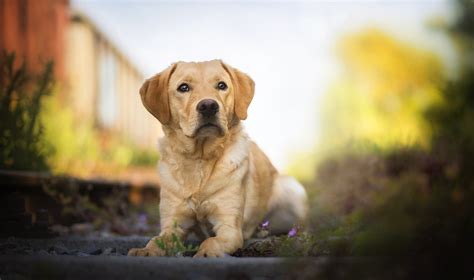 Labrador Retriever Fond d'écran HD | Arrière-Plan | 2048x1211 | ID:873942 - Wallpaper Abyss