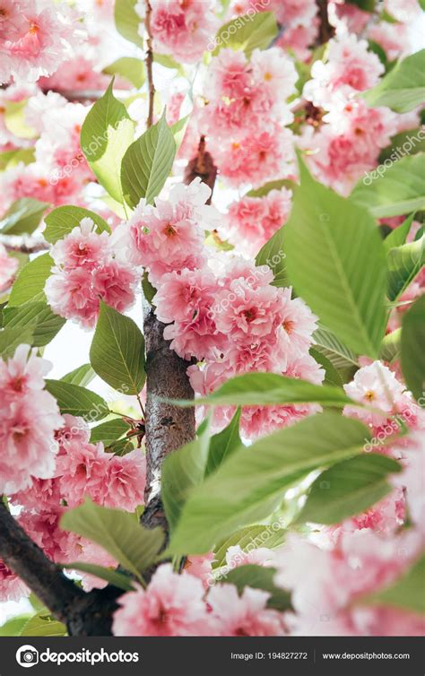 Closeup Shot Pink Blooming Sakura Leaves Branch Stock Photo by ...