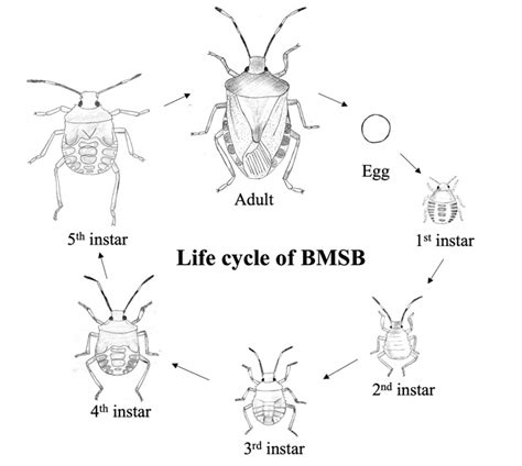 Biology and Management of the Brown Marmorated Stink Bug in Ornamental ...