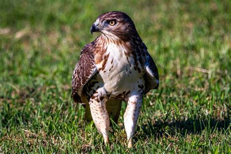 Chicken Hawk Bird Facts for Kids 2023 | Appearance, Habitat & More