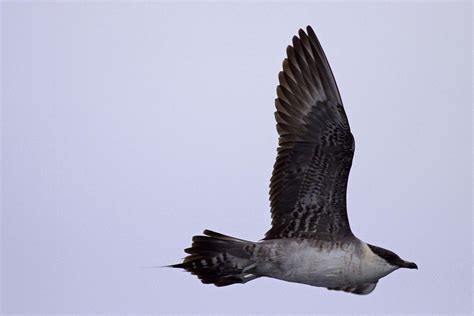 Joe Pender Wildlife Photography: Skua's Part 2