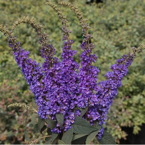 Proven Winners Blue Lo and Behold 'Blue Chip Jr.' Butterfly Bush Flowering Shrub in 1-Quart Pot ...