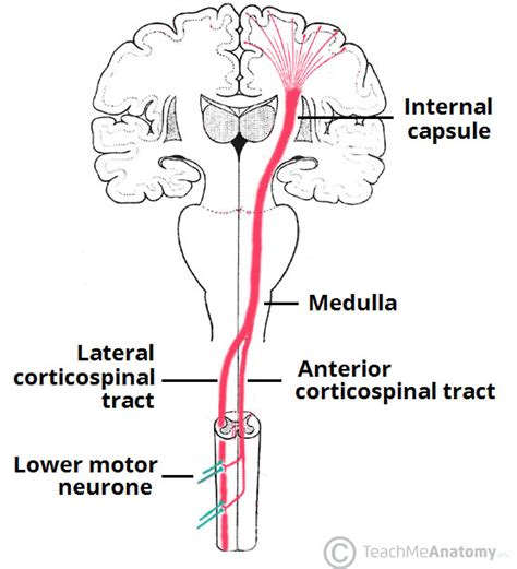 Descending Pathways - Pyramidal Tracts - Extrapyramidal Tracts - TeachMePhysiology