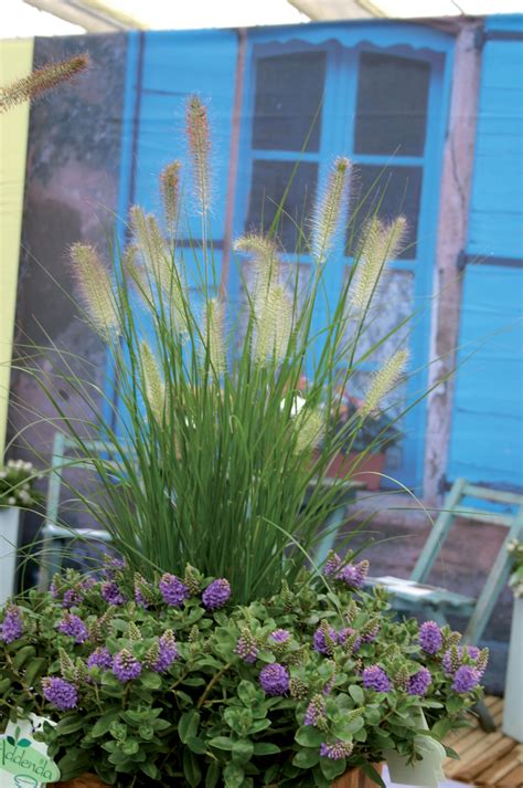 Shop Pennisetum (Fountain grass) Alopecuriodes 'Hameln' | J Parker's