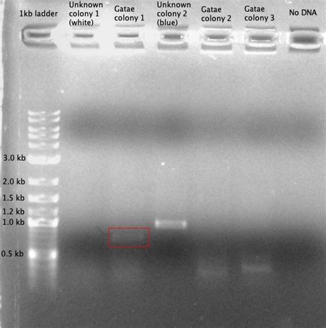 294 questions with answers in COLONY PCR | Scientific method