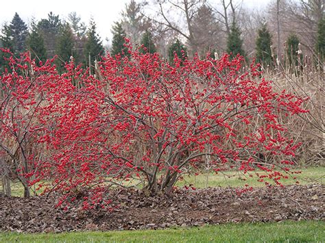 Winterberry Common Ilex Verticillata Cheap Retailers | www.pinnaxis.com