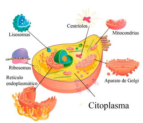 Citoesqueleto ¿qué es? Explicación y ejemplos - Mi apunte escolar