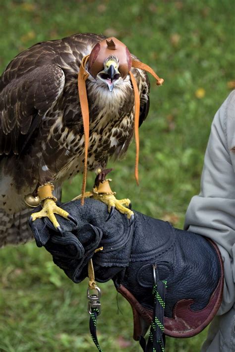 falconry - Students | Britannica Kids | Homework Help