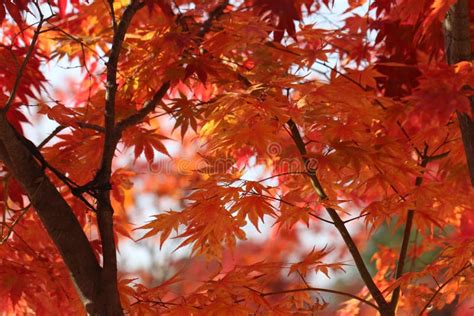 Nami Island Autumn Foliage stock photo. Image of south - 103750620