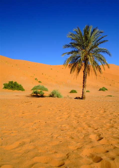 Sahara Desert stock photo. Image of sahara, light, windy - 4674982