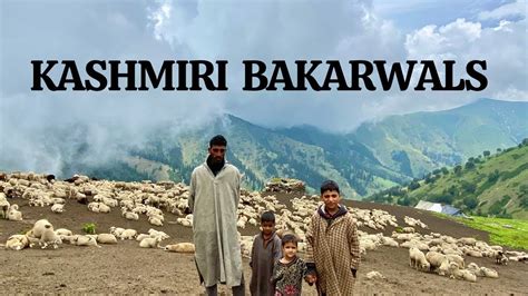 The Bakarwal Tribe of Kashmir | Life of Kashmiri Bakarwals | Tribes of ...