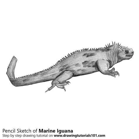 Marine Iguana Pencil Drawing - How to Sketch Marine Iguana using Pencils : DrawingTutorials101.com