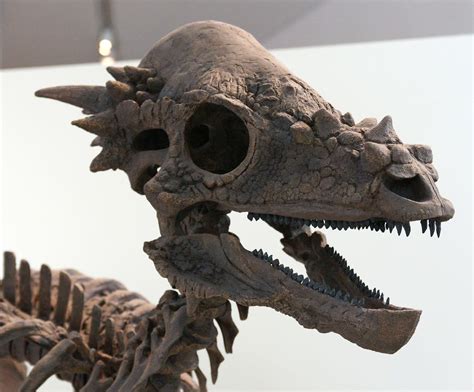 Pachycephalosaurus Skull | Tom Wilson | Flickr