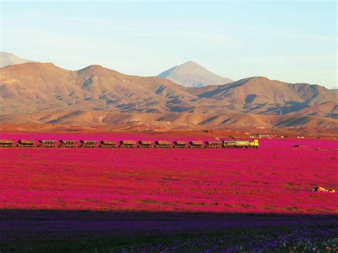 Atacama Desert Blooms Pink After Historic Rainfall (Photos) | Live Science