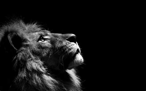 Black and White Lion Wallpapers - Top Free Black and White Lion ...