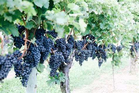 Grape Harvest 2014 - Waltz Vineyards