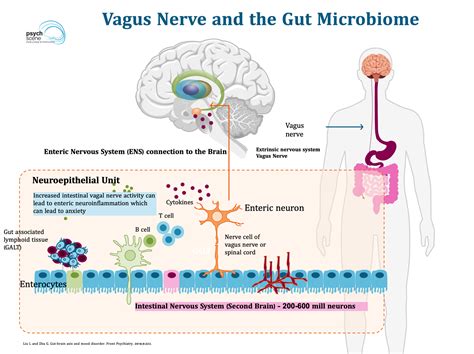 The Simplified Guide to the Gut-Brain Axis - How the Gut Talks to the Brain