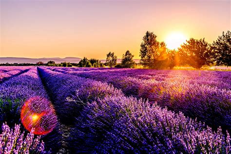 Nature, Flowers, Sunset, Field, France, Drome HD wallpaper | Pxfuel
