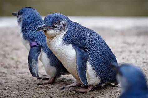 Blue Penguin – "OCEAN TREASURES" Memorial Library