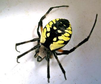 Argiope aurantia - Alchetron, The Free Social Encyclopedia