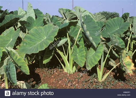 Cocoyam Stock Photos & Cocoyam Stock Images - Alamy