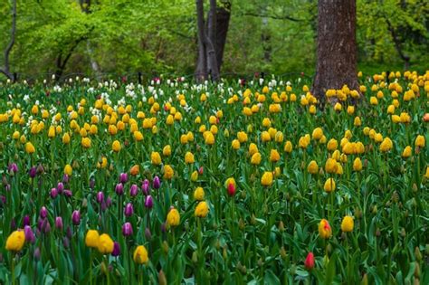 Tulipanes amarillos de primavera cantando hermosas flores de primavera ...