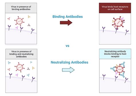 SARS CoV-2 Neutralizing Antibody Detection Kit | GenScript