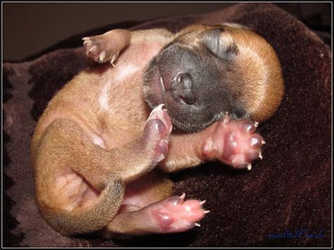 fat puppies | cuatrok77 | Flickr