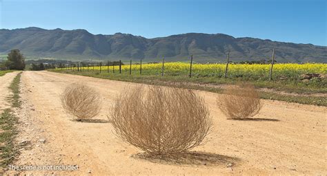 Desert tumbleweed tumbled 3D - TurboSquid 1398401