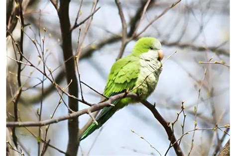 Study is the first to document dialect differences in a parrot across ...