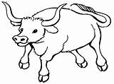 Coloring Pages  Bull Printable Realistic sketch template