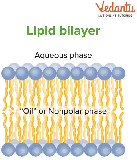 Lipids Examples Biology