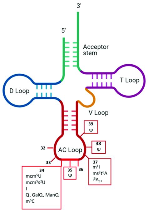 Overview of human cytosolic tRNAS anticodon loop modifications known to... | Download Scientific ...