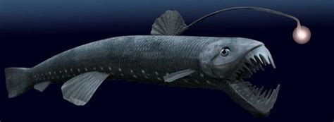 Viperfish: Characteristics, habitats, reproduction and more....