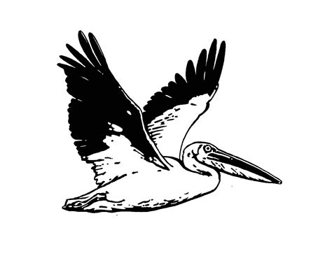 White pelican clipart 20 free Cliparts | Download images on Clipground 2024