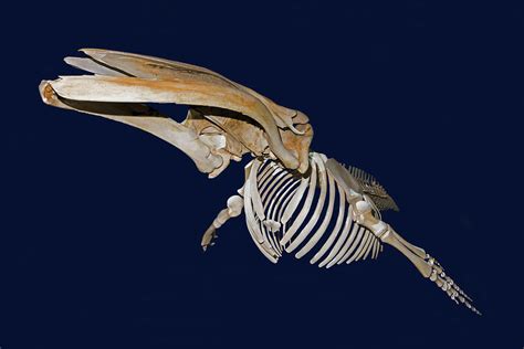 Humpback Whale Skeleton Photograph by Millard H. Sharp - Fine Art America