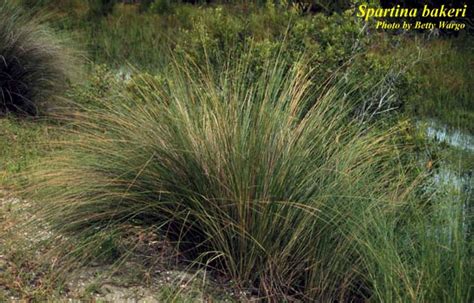 Spartina bakeri - Photos - ISB: Atlas of Florida Plants - ISB: Atlas of Florida Plants