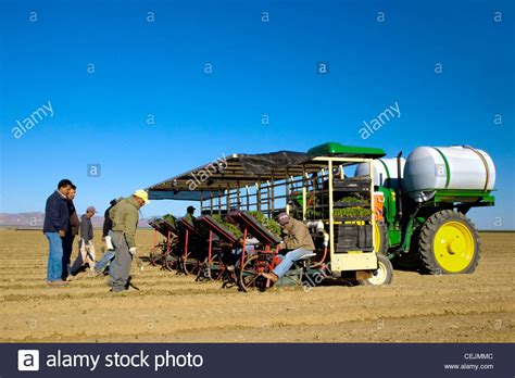 Agriculture - Crews and machinery transplanting processing tomatoes / near Firebaugh, San ...