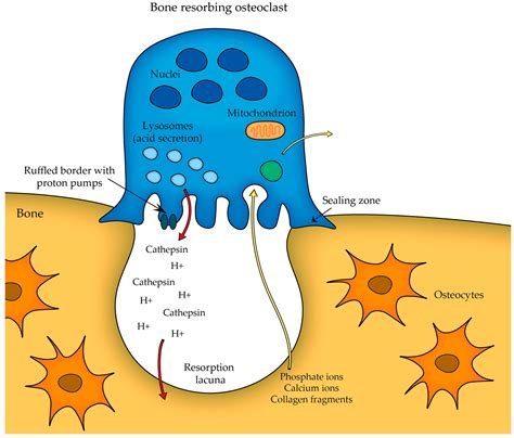 Bone Cell Model