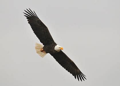 Royalty-Free photo: Selective focus photography of eagle | PickPik