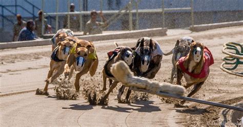 Semi-finals of Southland's $25,000 HOUND MADNESS STAKES Are | TwinSpires