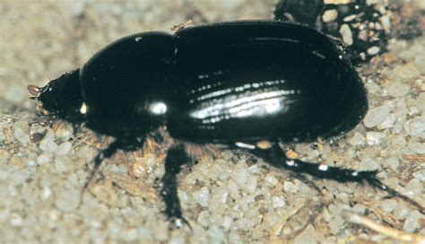 Garden Pests Identification South Africa | Fasci Garden