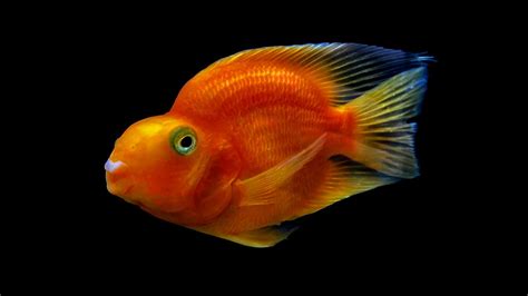 Blood Parrot Cichlid: Care Guide & More!