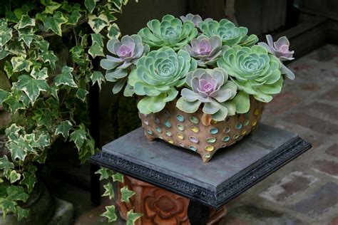 Echeveria pot - Heather Lenkin garden | Lenkin design Lenkin… | Flickr