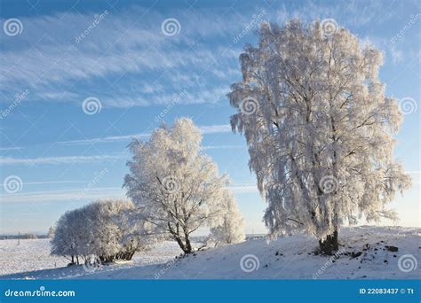 Snowy Birch tree stock image. Image of snow, horizons - 22083437