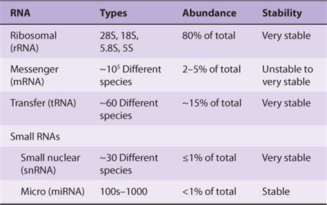 RNA Synthesis, Processing, & Modi. cation | Basicmedical Key