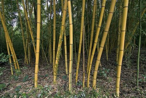 Golden Bamboo Photograph by Clay Coleman - Fine Art America