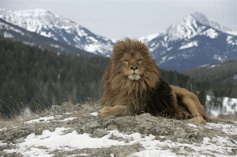 Barbary Lion Facts, Habitat and Diet - Discovery UK